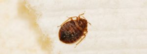bed bug