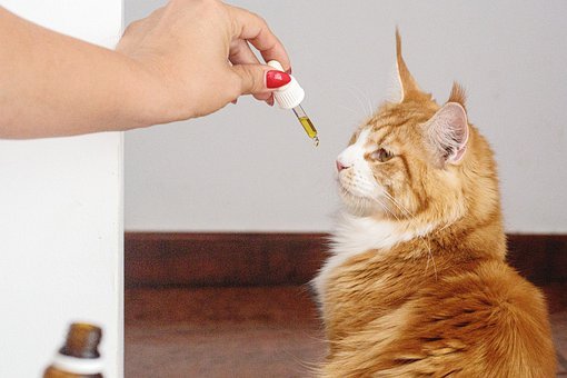 administering medicine to a cat